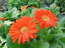 راهنمای نگهداری و پرورش گل و گیاهان زینتی - ژربرا جامزونی
